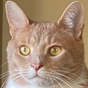 Meet your Posher, Casey